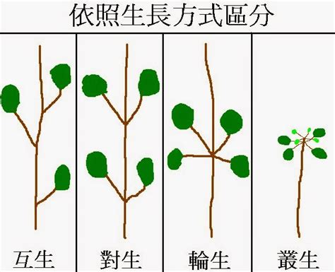 戊土 壬水 葉子在莖或枝條上的生長位置 稱作什麼